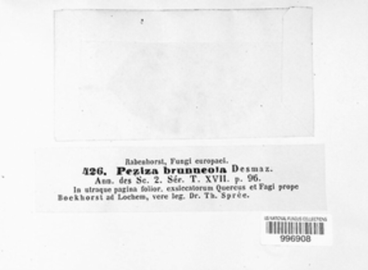 Brunnipila brunneola image